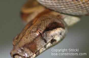 Boa_constrictor_sabogae