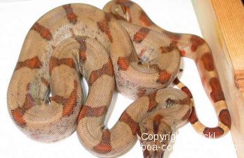 Boa_constrictor_sabogae_Baby