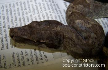 Clouded Boa