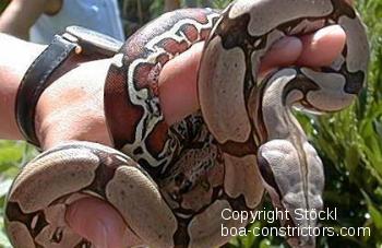 Galerie Boa constrictor constrictor Surinam