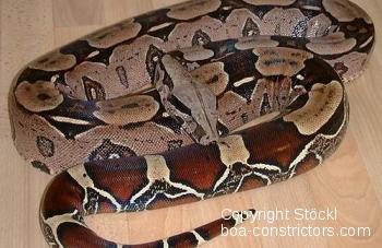 Boa c. constrictor Surinam Rotschwanzboa