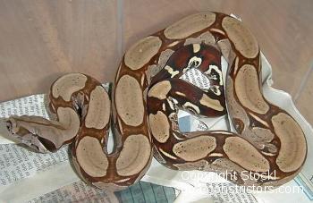 Boa c. constrictor Surinam Pokigron