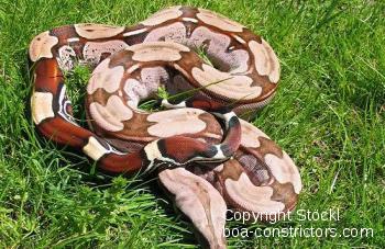 Boa c. constrictor Surinam Pokigron Rotschwanzboa