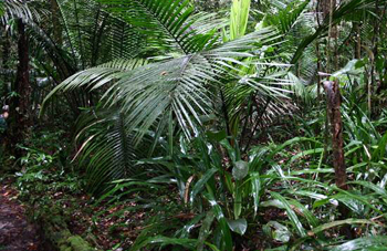 Boa constrictor Habitat Brasilien