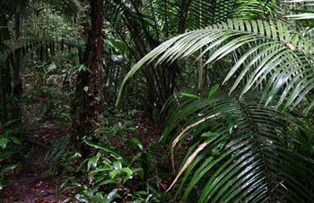 Boa constrictor Habitat Brasilien