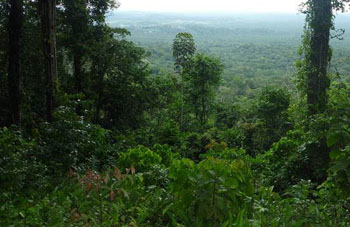 Boa constrictor Habitat Brasilien