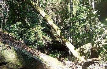 Boa constrictor Habitat Paraguay