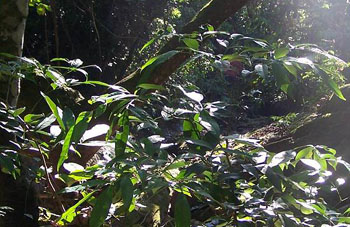 Boa constrictor Habitat Paraguay