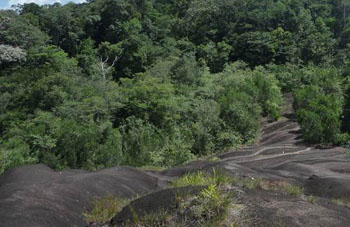 Habitat Fotos - Surinam