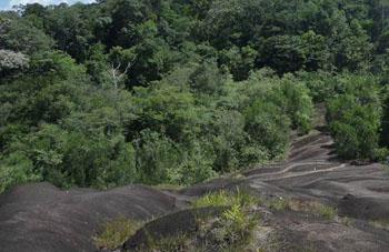 Boa constrictor Habitat Surinam