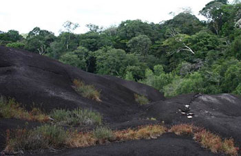 Boa constrictor Habitat Surinam