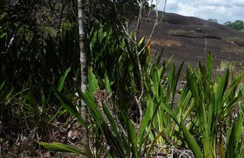 Boa constrictor Habitat Surinam