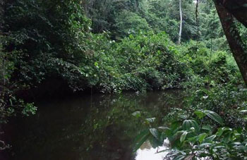 Boa constrictor Habitat Surinam