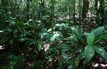 Boa constrictor Habitat Surinam