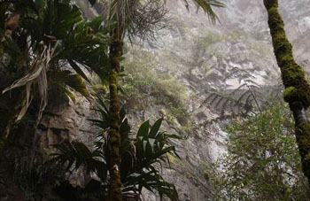 Boa constrictor Habitat Venezuela - Gran Sabana