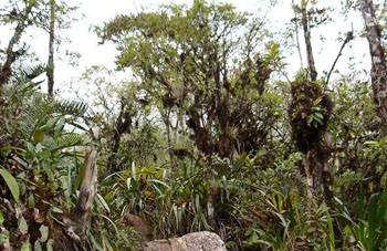 Boa constrictor Habitat Venezuela - Gran Sabana