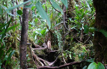 Boa constrictor Habitat Venezuela - Gran Sabana