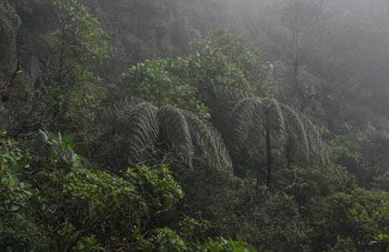 Boa constrictor Habitat Venezuela - Gran Sabana