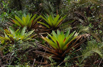 Boa constrictor Habitat Venezuela - Gran Sabana