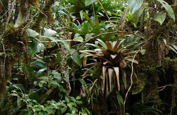 Boa constrictor Habitat Venezuela - Gran Sabana