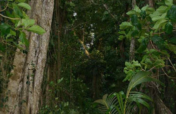 Boa Constrictor Habitat Costa Rica
