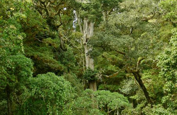 Boa Constrictor Habitat Costa Rica