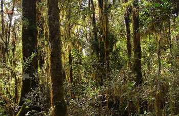 Boa Constrictor Habitat Costa Rica