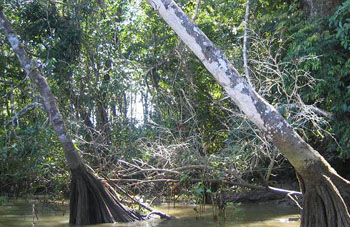 Boa Constrictor Habitat Costa Rica