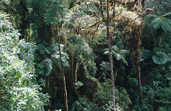 Boa Constrictor Habitat Costa Rica