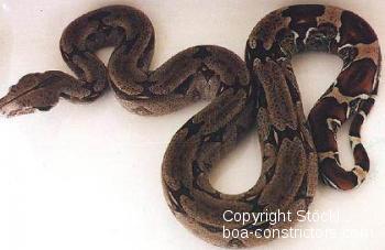 Boa c. constrictor Trinidad - Trinidad Rotschwanz Boa
