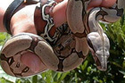 Boa c. constrictor